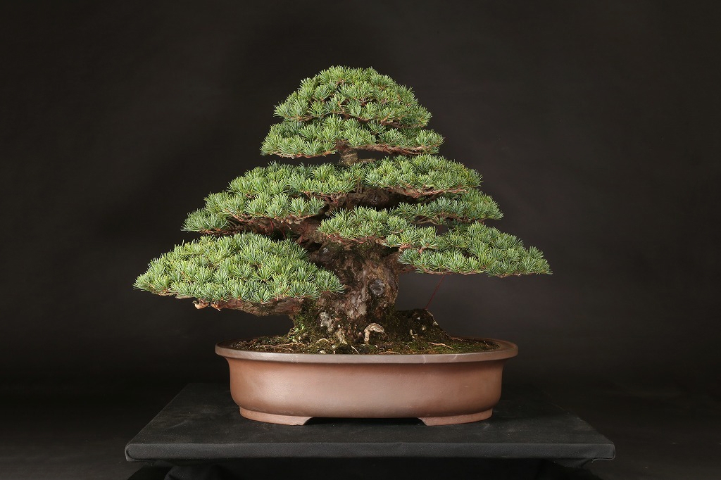 五葉松 (葵) 約75年 | 雨竹亭オンラインショップ