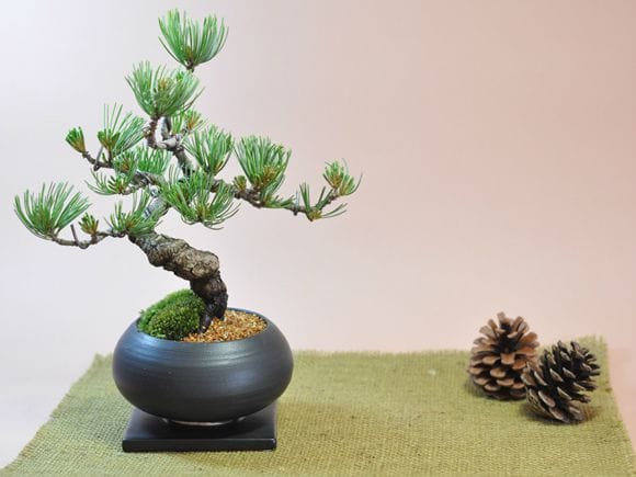即日発送 お急ぎ便、すぐ届く盆栽｜盆栽妙 – 盆栽妙 本店