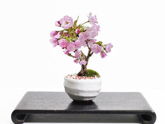 遅咲きの桜盆栽 ミニ桜 白波和鉢 の盆栽の販売｜盆栽妙 – 盆栽妙 本店