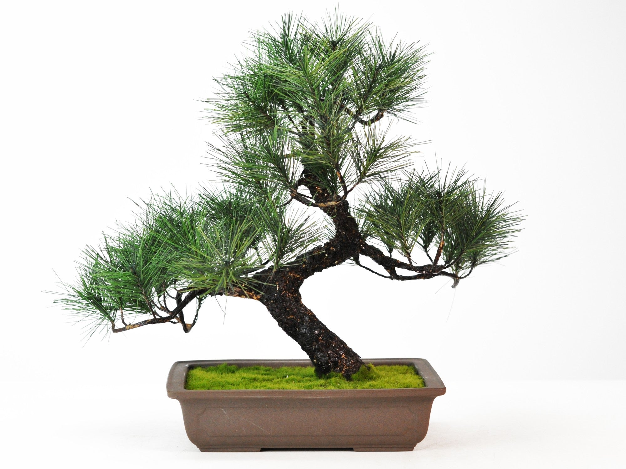 造花盆栽 松 大サイズの販売｜盆栽妙 – 盆栽妙 本店