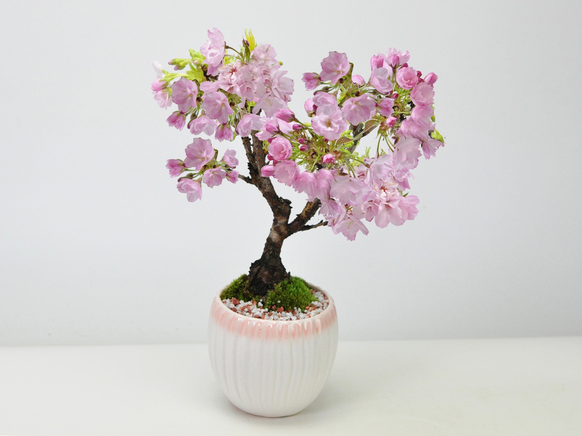 開花調整 5月に咲く桜 白桃モダン鉢の盆栽の販売｜盆栽妙 – 盆栽妙 本店