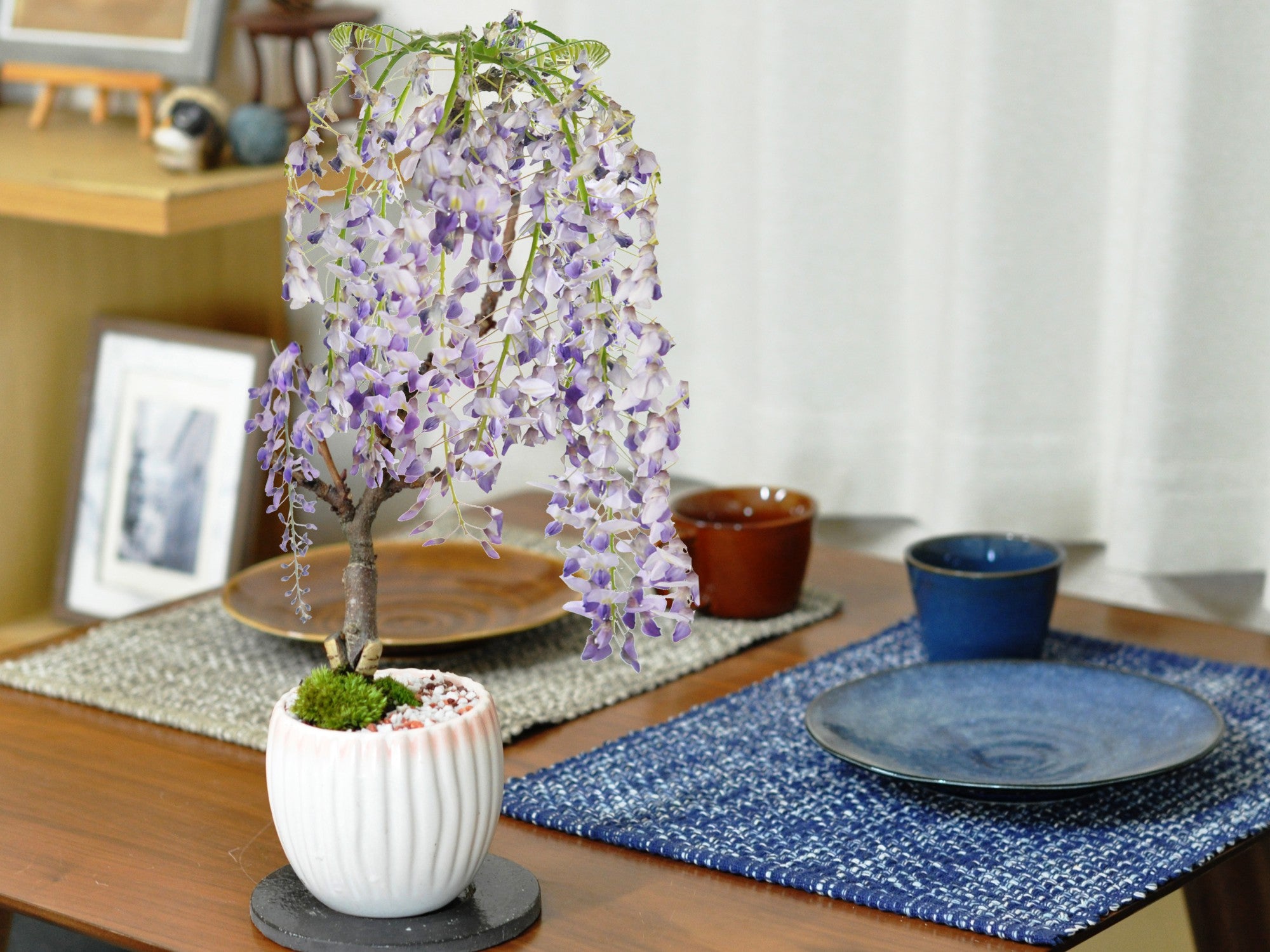 母の日】開花調整 5月に咲く藤 小サイズ 白桃モダン鉢の盆栽の販売