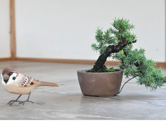 杜松 1点もの No.291の盆栽を販売｜講座は盆栽妙 – 盆栽妙 本店