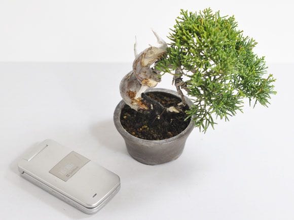 真柏 1点もの No.309の盆栽を販売｜入門は盆栽妙 – 盆栽妙 本店