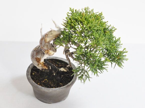 真柏 1点もの No.309の盆栽を販売｜入門は盆栽妙 – 盆栽妙 本店