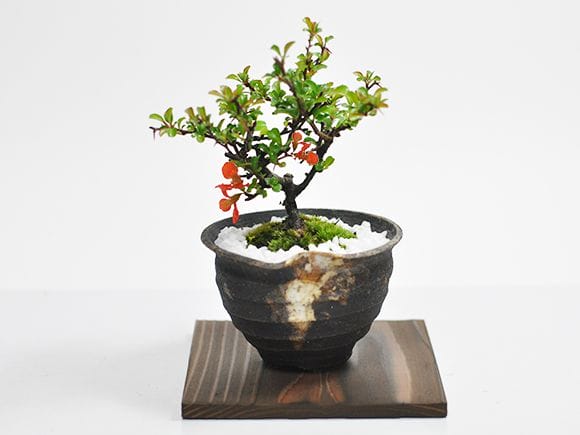 かわいいミニ長寿梅の盆栽とはじめての道具セットを販売｜はじめる専門