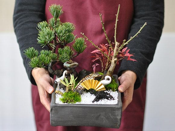 松竹梅の寄せ植え 5号サイズ お正月の盆栽を販売｜入門は盆栽妙 – 盆栽