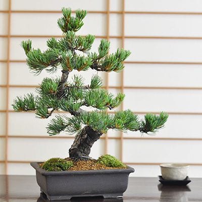 高松盆栽 黒松 「威風堂々」 本場四国の職人仕立て｜ 盆栽妙 – 盆栽妙 本店