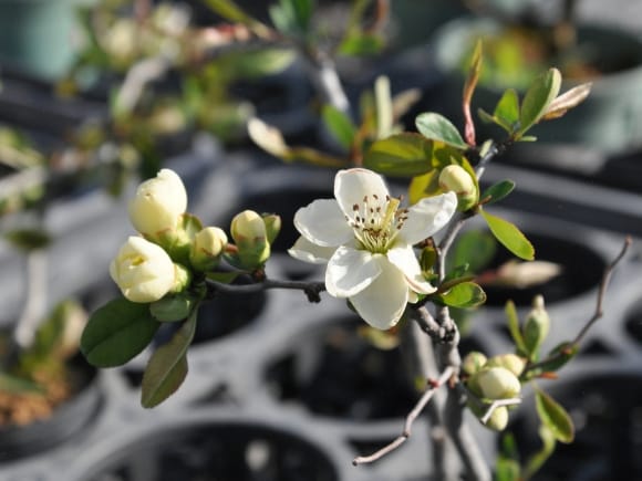 雲龍長寿梅の盆栽を販売｜盆栽妙 – 盆栽妙 本店