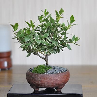 21号鉢(幅63～65cm)の販売｜盆栽鉢の盆栽妙 – 盆栽妙 本店