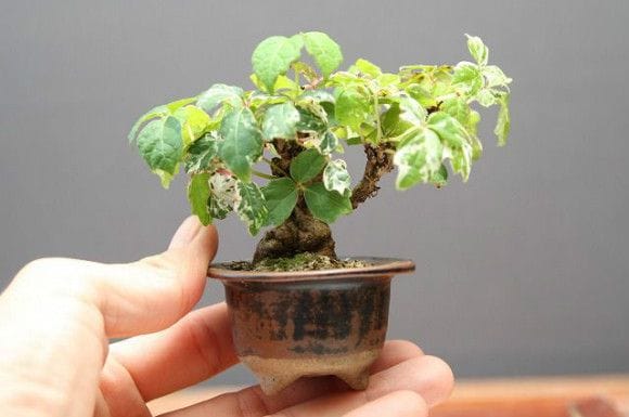 五色つた 豆盆栽 樹齢13年の一点物盆栽を販売｜盆栽妙 – 盆栽妙 本店