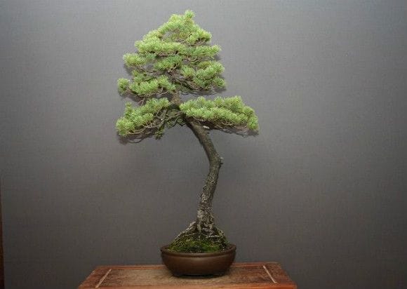 五葉松 大品盆栽 樹齢35年の一点物盆栽を販売｜盆栽妙 – 盆栽妙 本店