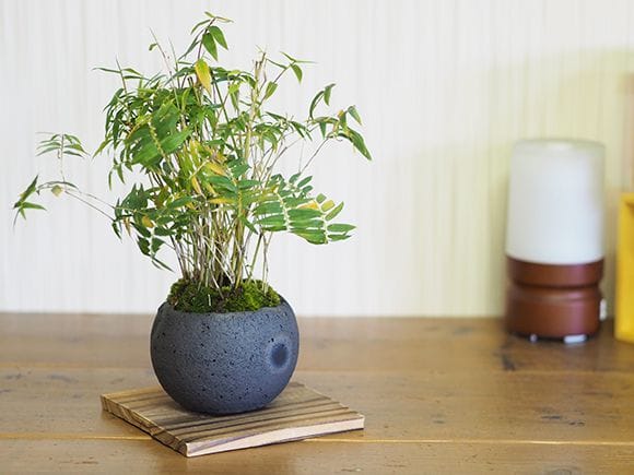 2203_4.jpg?v=1700630447&width=1946