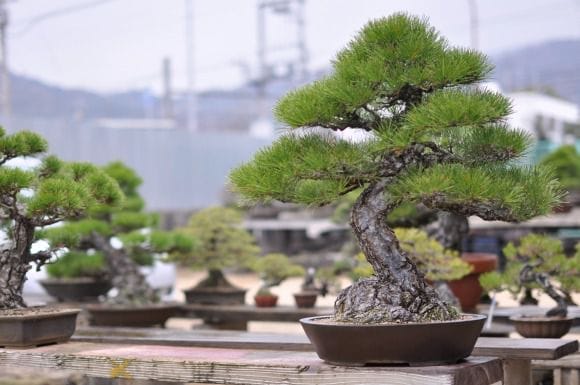 黒松 1点もの No.14の盆栽を販売｜入門は盆栽妙 – 盆栽妙 本店