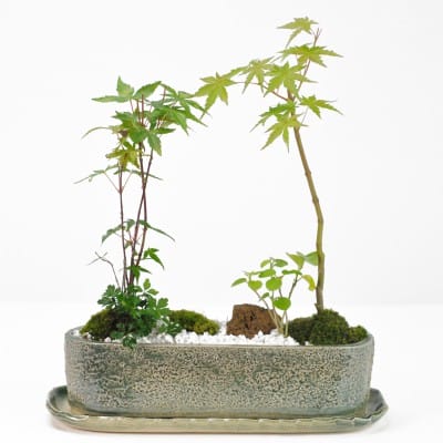 石付き楓の盆栽の販売｜盆栽妙 – 盆栽妙 本店