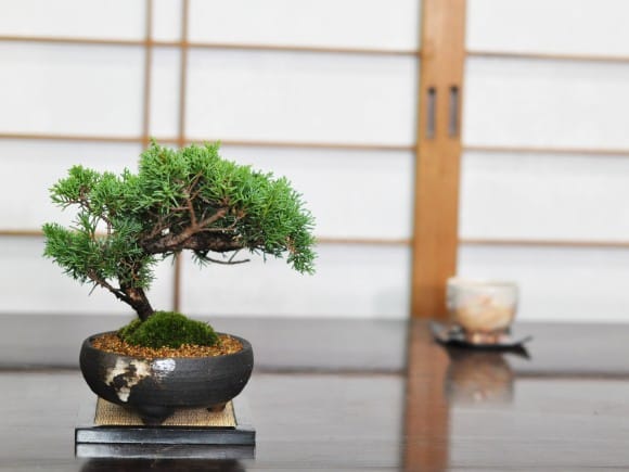 紀州真柏の盆栽を販売｜盆栽妙 – 盆栽妙 本店