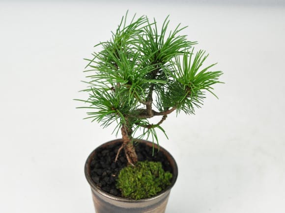 那須五葉松の盆栽を販売｜盆栽妙 – 盆栽妙 本店