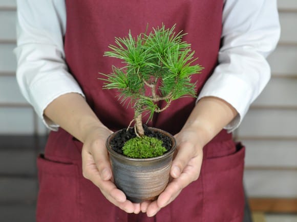 那須五葉松の盆栽を販売｜盆栽妙 – 盆栽妙 本店