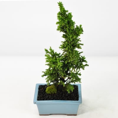 黒松 中品盆栽 樹齢35年の一点物盆栽を販売｜盆栽妙 – 盆栽妙 本店