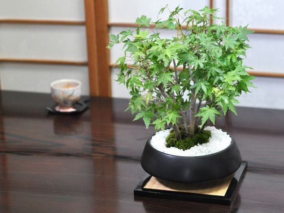 山もみじの寄せ植え 太幹 モダンの盆栽を販売｜盆栽妙 – 盆栽妙 本店
