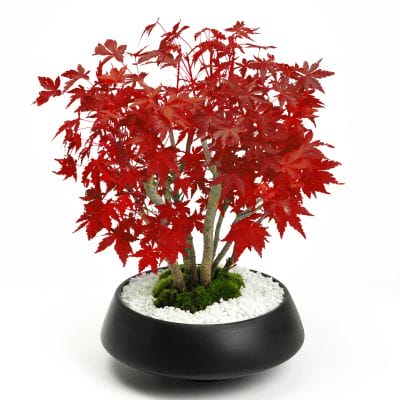 獅子頭もみじ 1点もの No.446の盆栽を販売｜通信講座は盆栽妙 – 盆栽妙