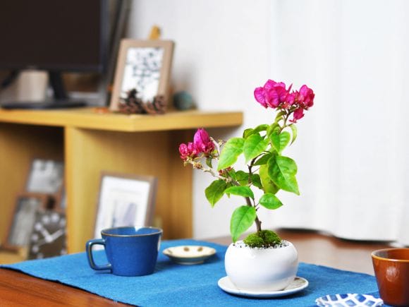 ブーゲンビリアの盆栽を販売｜盆栽妙 – 盆栽妙 本店