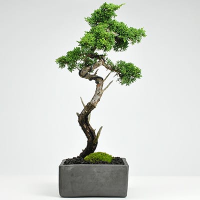 真柏（シンパク）盆栽の販売｜盆栽妙 – 盆栽妙 本店