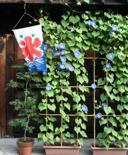 朝顔を種蒔きして緑のカーテン｜観葉植物 【ブルーミングスケープ】ブログ