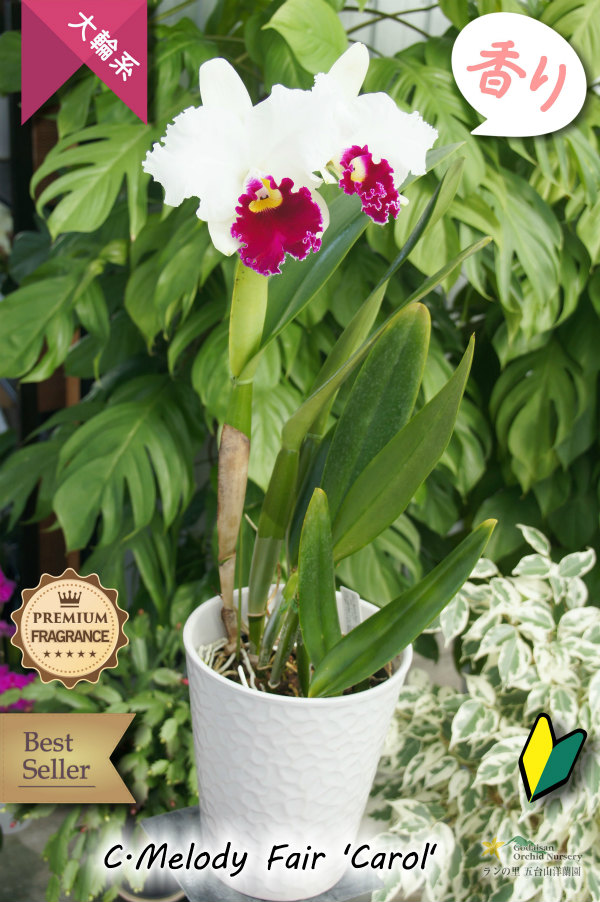 ふくよかな紅白のベストセラー大輪カトレア】C[Lc].Melody Fair 'Carol