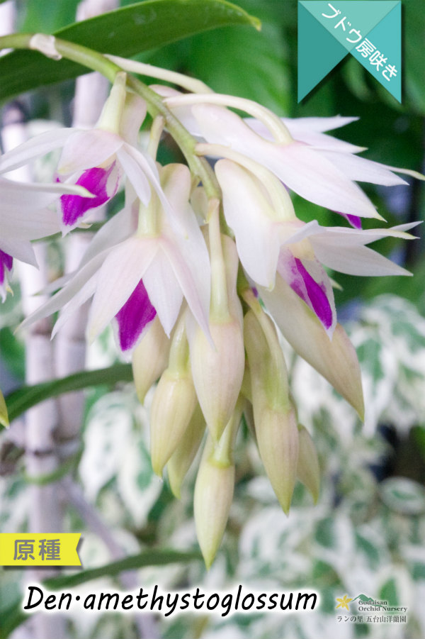アメジスト色のリップがワンポイントな房咲きデンドロ原種】Dendrobium