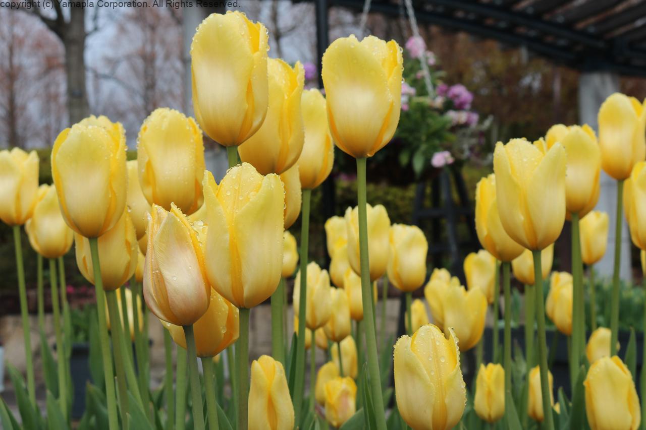 寒さの中で咲くチューリップ | 滋賀ガイド！