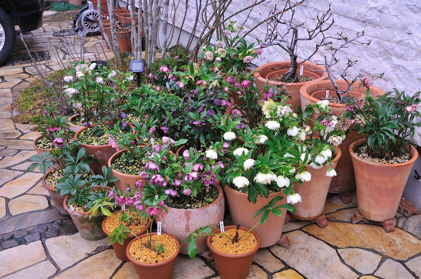 2020年冬、我が家のクリスマスローズとその撮影方法 - 「風景」を