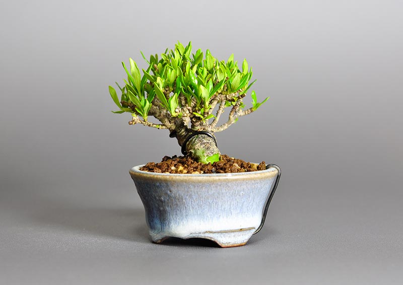 クチナシ-O1（くちなし・梔子）ミニ盆栽の販売と育て方・作り方