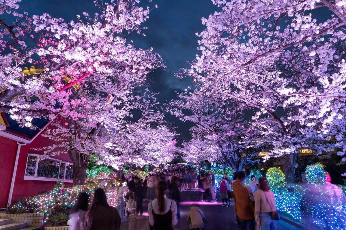 よみうりランド「夜桜ジュエルミネーション」“さくら色”ライトアップの