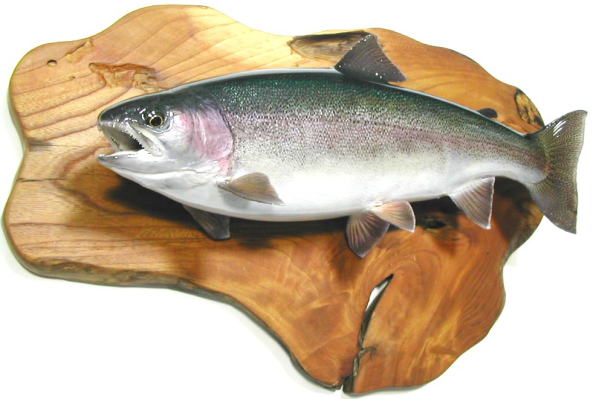 ニジマス剥製【魚類剥製工房フィッシュクラフトマツモト】