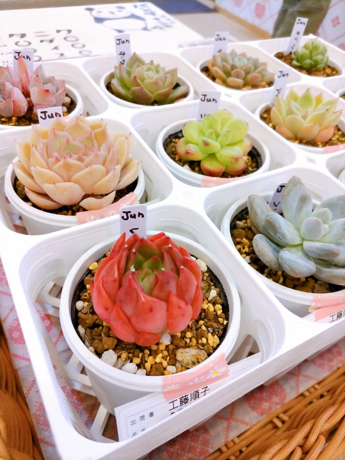 🌿多肉植物🌿 | ふじさき食彩テラス｜青森県藤崎町のグルメと観光