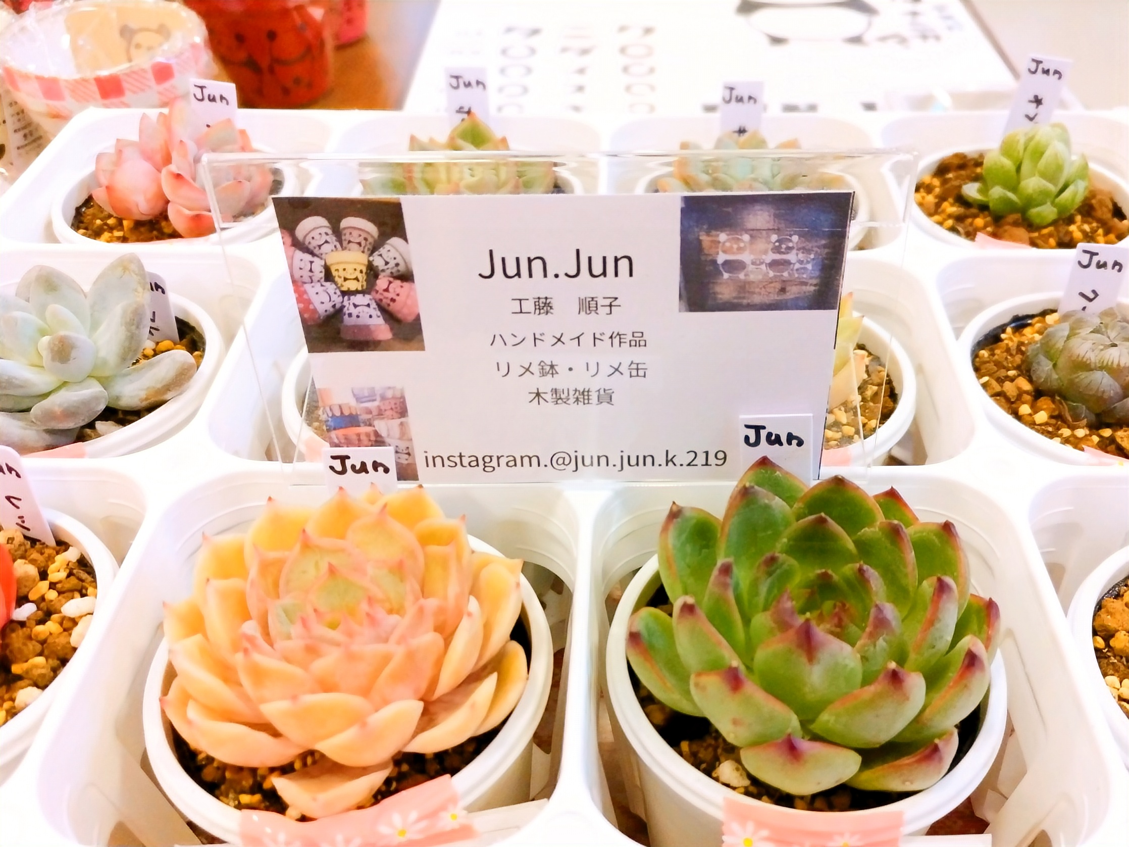 🌿多肉植物🌿 | ふじさき食彩テラス｜青森県藤崎町のグルメと観光