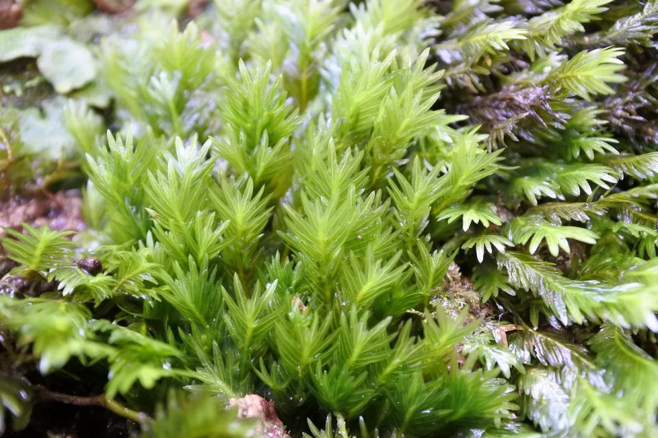 ホウオウゴケ｜苔（コケ）のインテリア コケリウム（苔テラリウム