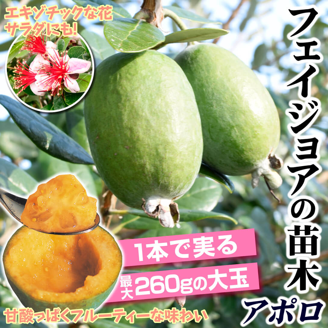国華園オンラインショップ / 果樹苗 フェイジョア アポロセレクト 1株