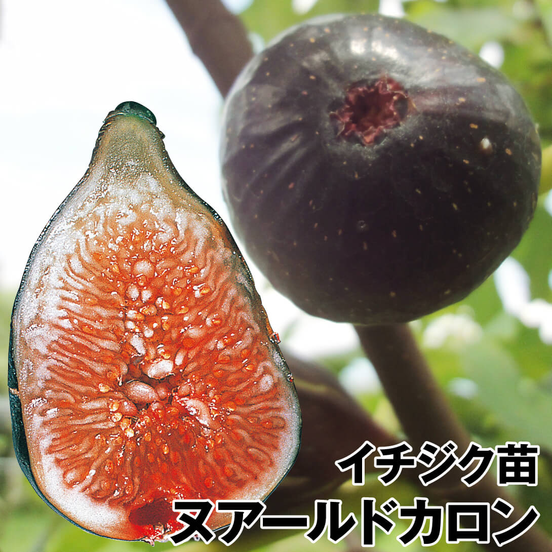 Mei Li Ya イチジク苗木 4年生 Mei Li Ya イチジク苗木 4年生 イチジク