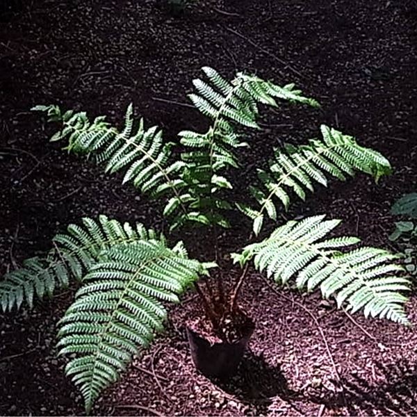 国華園オンラインショップ / ラン・山野草 シダ オシダ 2株