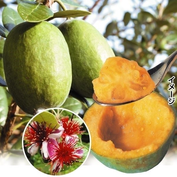国華園オンラインショップ / 果樹苗 フェイジョア アポロ 1年生苗 1株