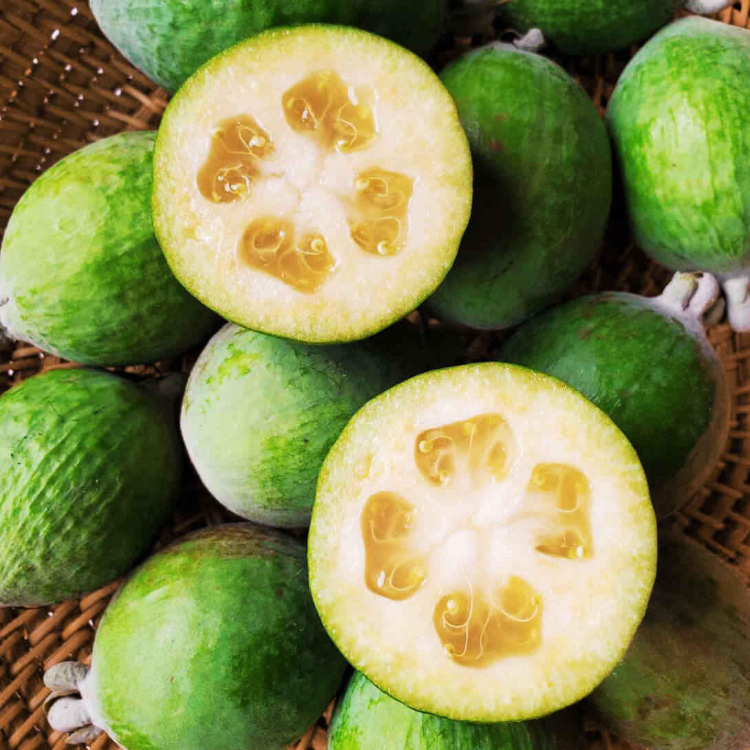 国華園オンラインショップ / 果樹苗 フェイジョア パイナップルジェム 1株