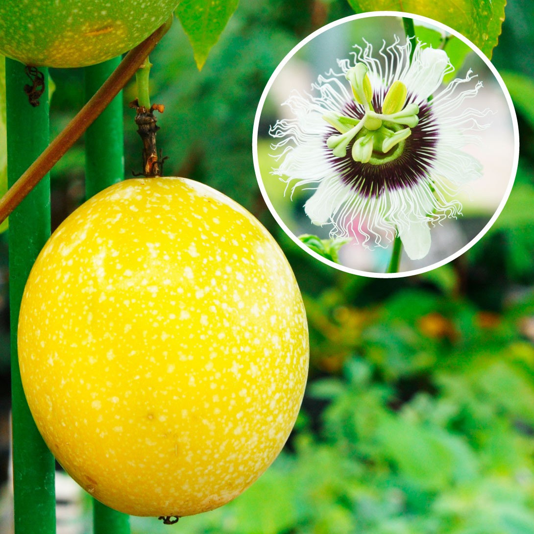 国華園オンラインショップ / 南国フルーツ苗