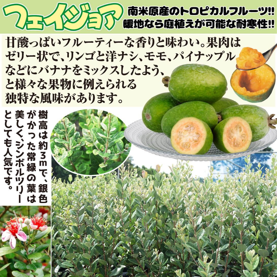 国華園オンラインショップ / 果樹苗 フェイジョア アポロセレクト 1株