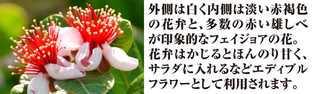 国華園オンラインショップ / 果樹苗 フェイジョア パイナップルジェム 1株