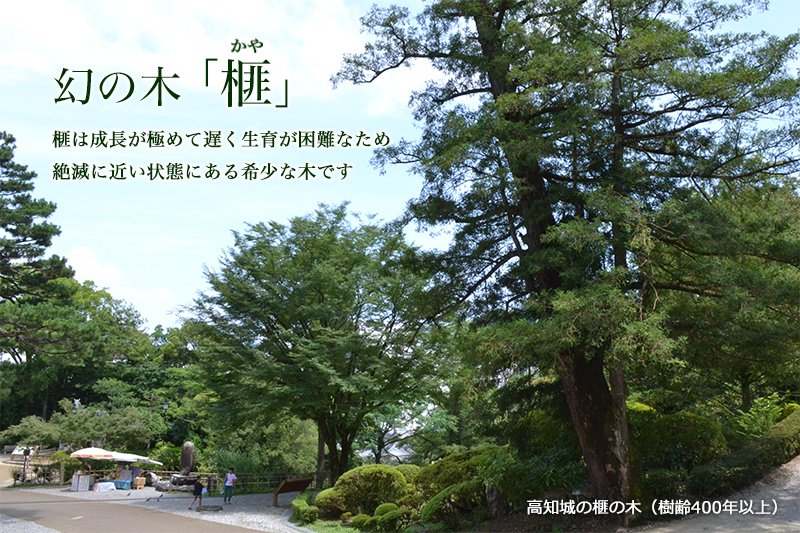 幻の木「榧」 榧（かや）製品の通販｜榧工房 かやの森