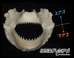 目もサメる！「サメアゴ」の話 | 市立しものせき水族館｢海響館｣ 公益