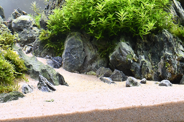 プチアクアの石：石・流木 ～神畑養魚株式会社～