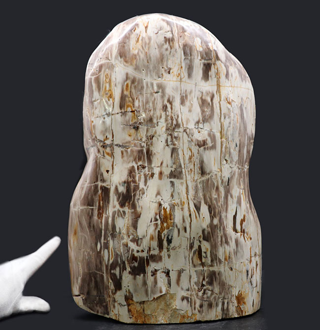 縦40センチ弱、重量16キログラム超えの巨大な珪化木（Petrified